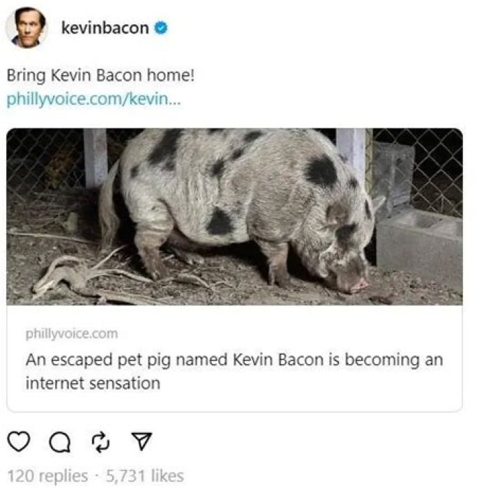 Kevin Bacon the Pig Went Missing – Then Was Found With Help From Kevin Bacon the Actor