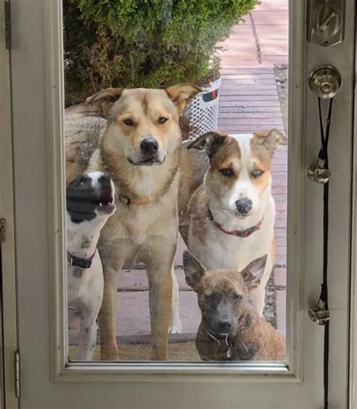 Lance Reddick Pets - Celebrity Pets