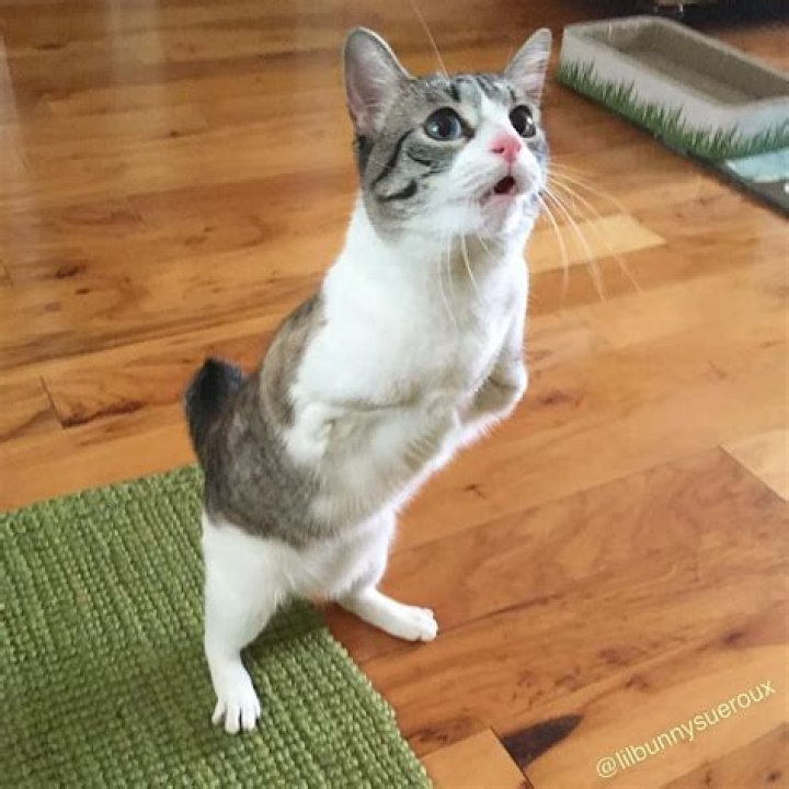 Lil Bunny Sue Roux is part cat, part kangaroo, part bunny and 100% adorable