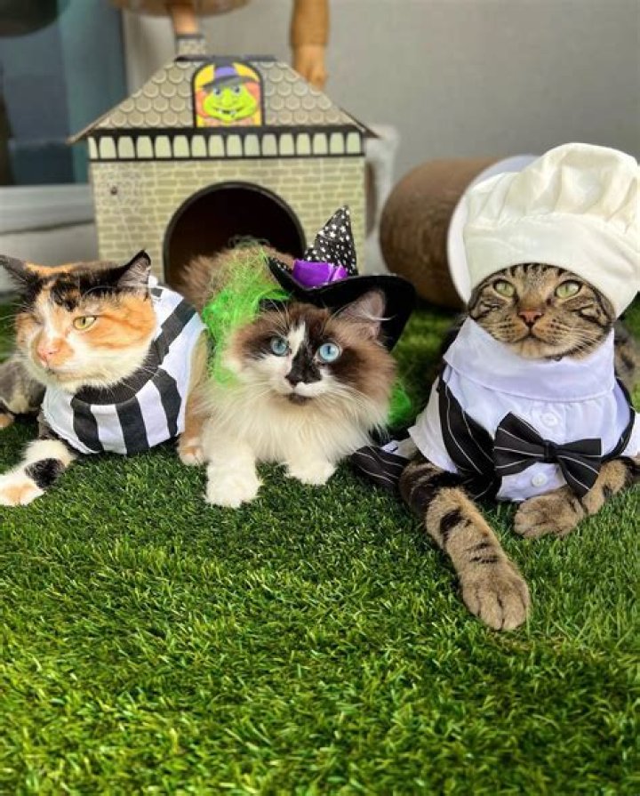 Looking to Become Famous? Take a Spa Day – @DontStopMeowing