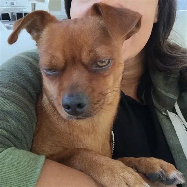 Ludacris Pets - Celebrity Pets