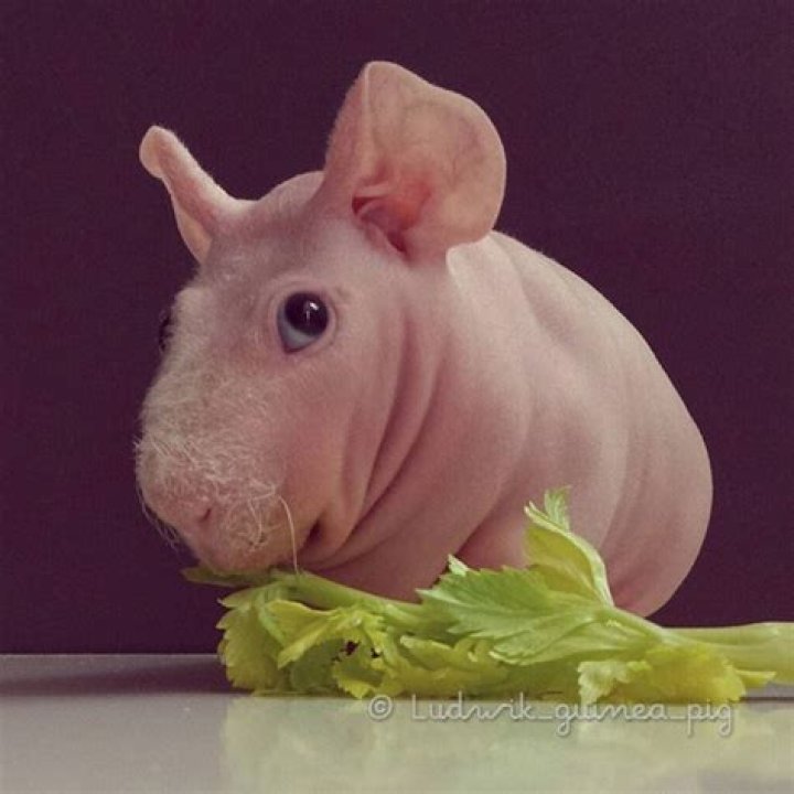 Ludwik The Hairless Nude Guinea Pig Model With over 160K Followers