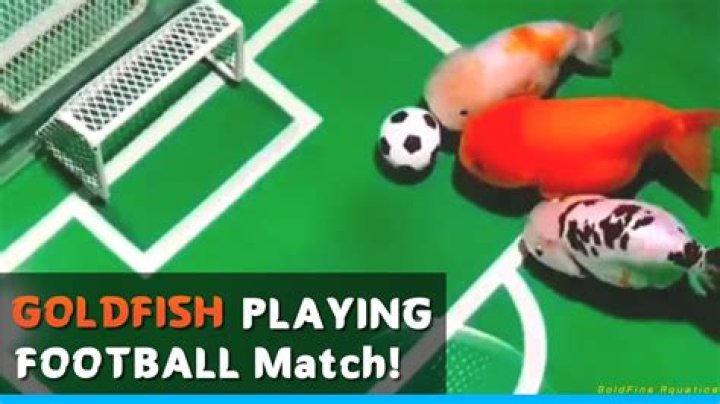 Man trains his goldfish to play soccer