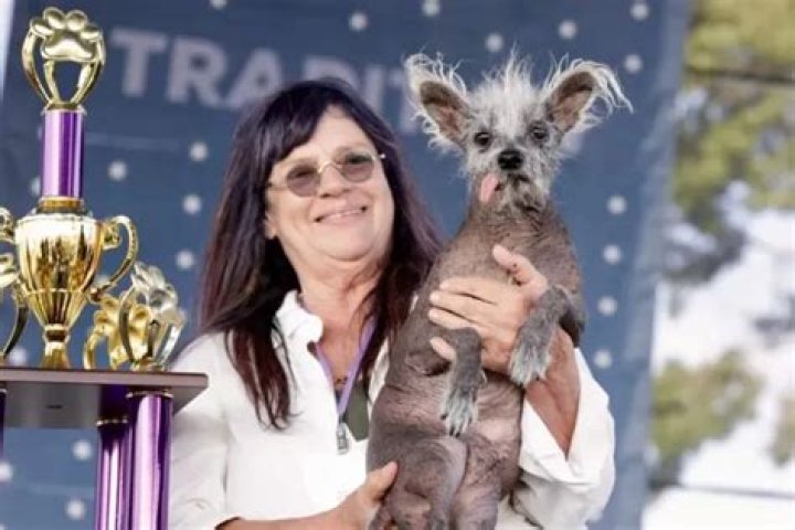 Meet Scooter the Chinese Crested – Winner of the 2023 World’s Ugliest Dog Contest!
