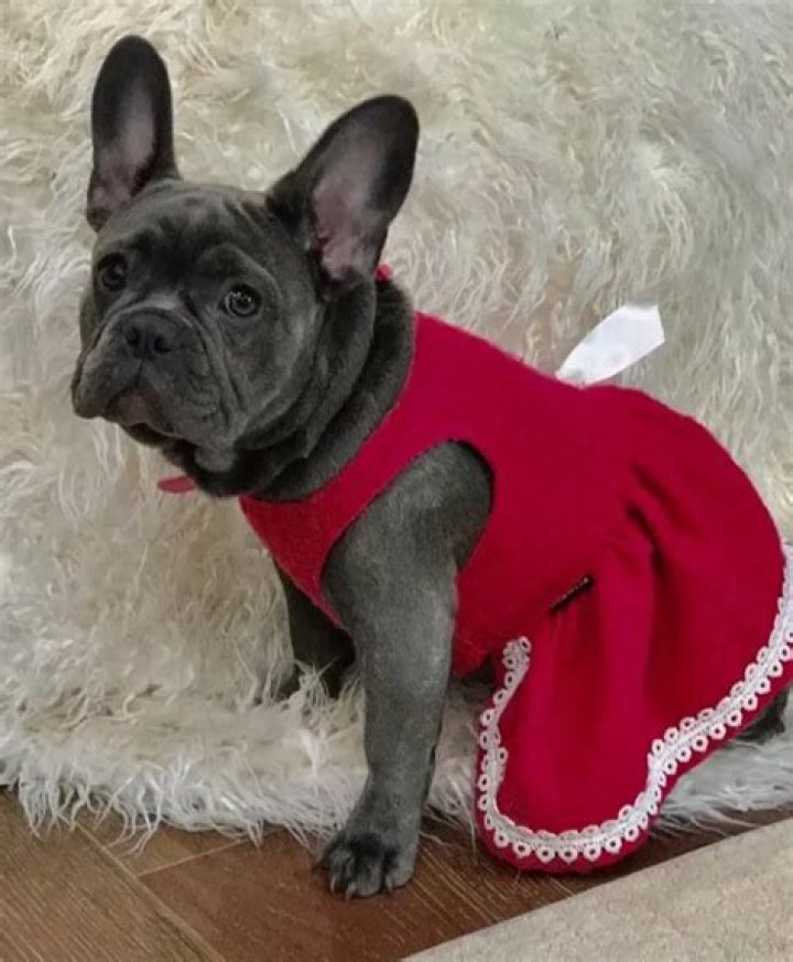 Miles Teller Pets - Celebrity Pets