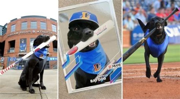 Move Over Bat Boys, Ripken the Bat Dog Fetches Baseball Bats Professionally