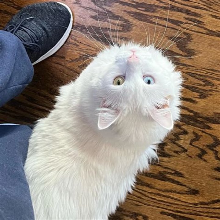 Nathan Fillion Pets - Celebrity Pets