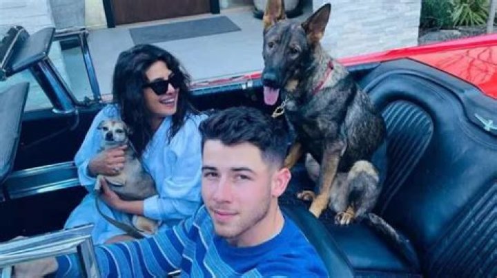 Nick Jonas Pets - Celebrity Pets