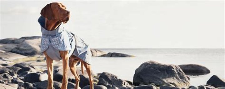 Pawternity Leave: Is This Nordic Company Innovative or Insane?
