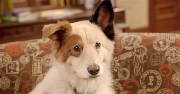 Peyton Meyer Pets - Celebrity Pets