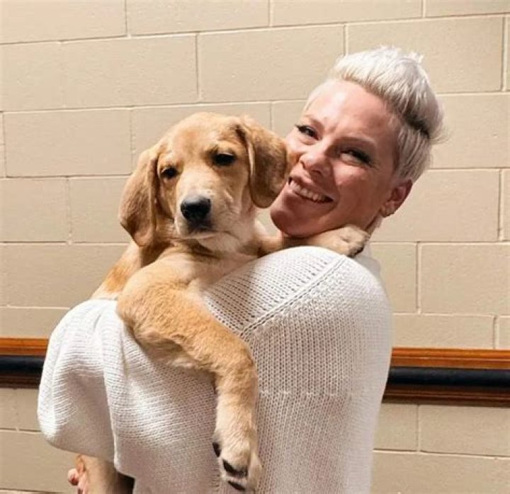Pink Pets - Celebrity Pets