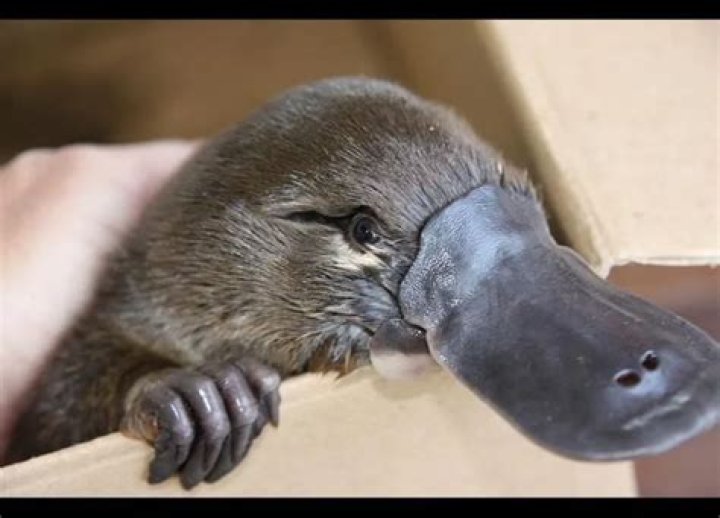 Platypus milk: medical miracle or just plain weird?