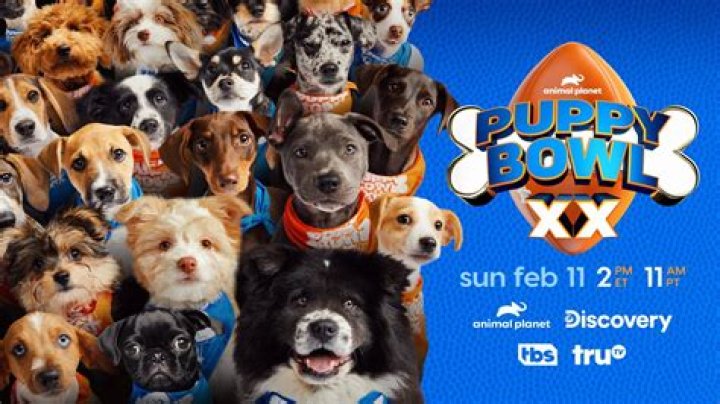 Puppy Bowl is back in 2018! Meet Team Fluff and Team Ruff