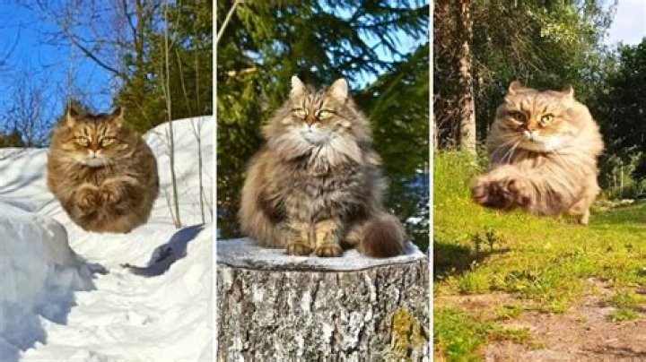 Rackarkatten the Swedish Racing Cat Can Run Faster Than Usain Bolt
