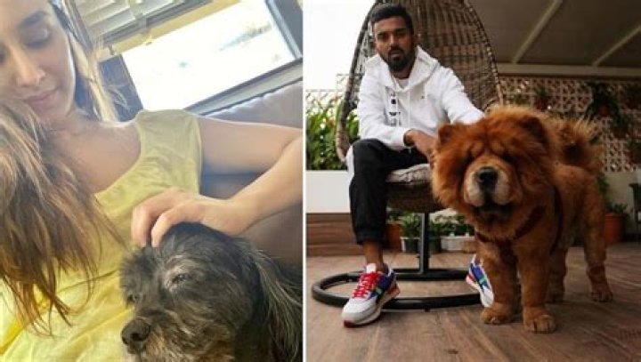Rahul Kohli Pets - Celebrity Pets