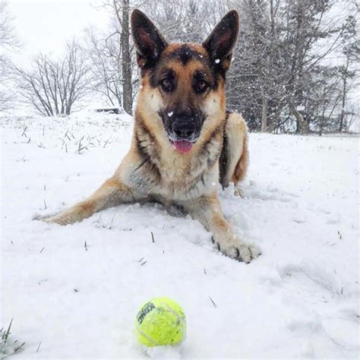 Roman Atwood Pets - Celebrity Pets