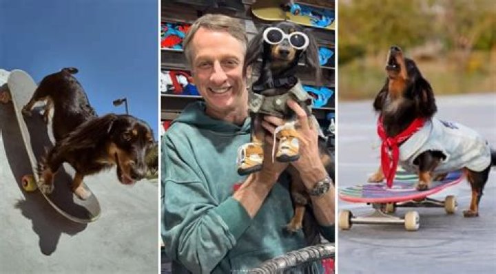 Rowdy Dachshund is the Official Skateboarding Sausage Dog of Summer