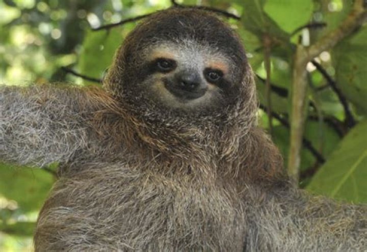Sloth Commits B&E In Search of Snacks, Gets Busted
