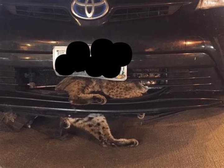Thanksgiving miracle: bobcat survives 60 mile trip in car grill