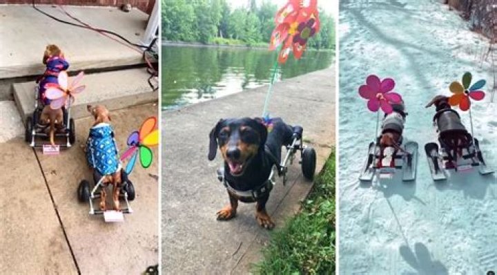 The Adventures of Molly Sausage Roll and her Furry Freewheeling Friends