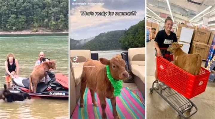 The Adventures of Oliver Dale the Swimming Micro Mini Cow and Gang