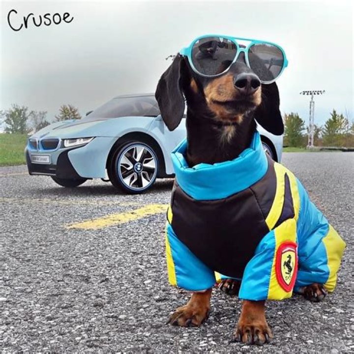 The Fast and the Furious: Wiener Dog Drift with Crusoe the Celebrity Dachshund