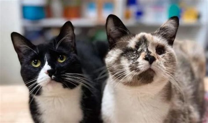 The Look Ahead Cats – 6 rescue cats that run an animal hospital