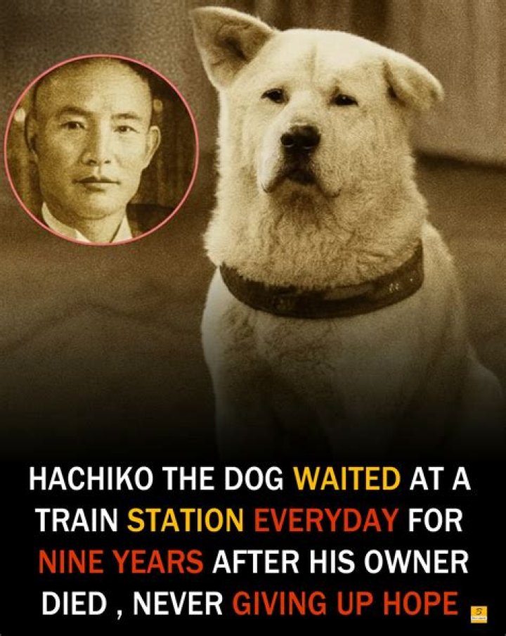 The Story of Hachikō, the Akita That Waited Every Day For His Human (For 10 Years)