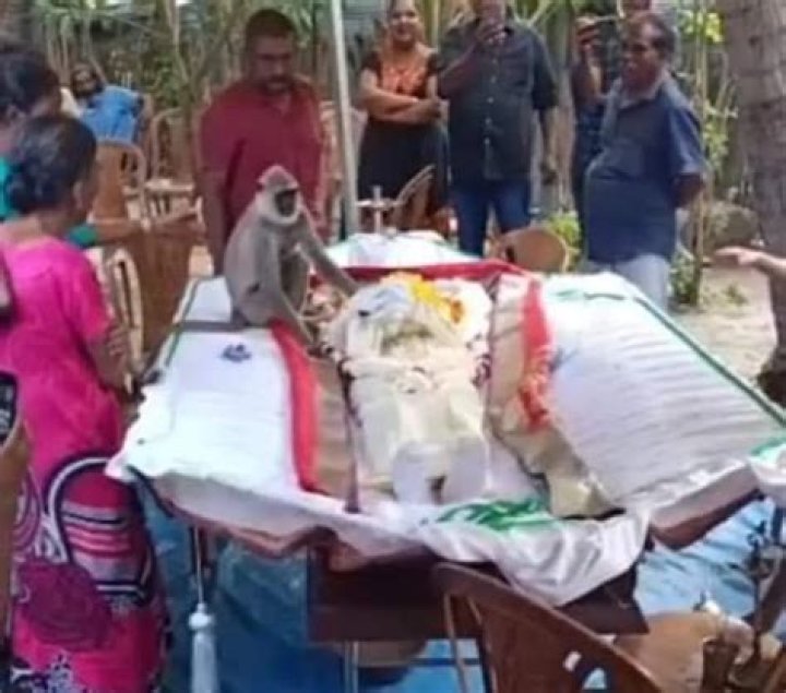 The touching moment a monkey mourned the death of the man who showed kindness
