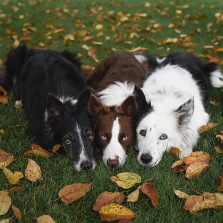 Three of the Most Regal Rescues, Meet Border Collies Envy, Zain & Trek