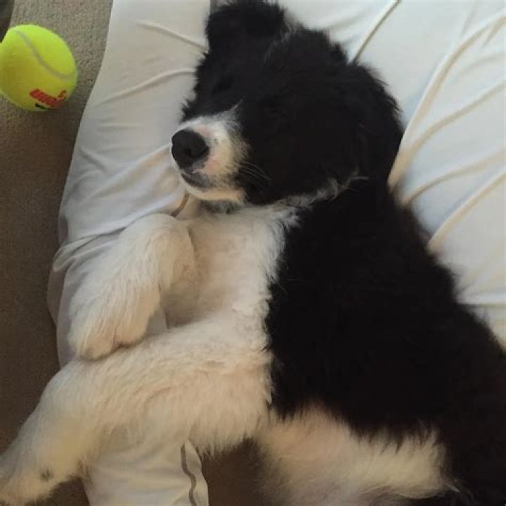 Tiger Woods Pets - Celebrity Pets