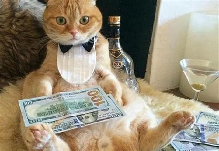 Tommaso, a stray cat, inherits $13 million estate with properties spanning Italy from Maria Assunta