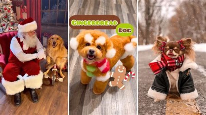 Top 10 Dog Influencer Christmas Posts on Instagram