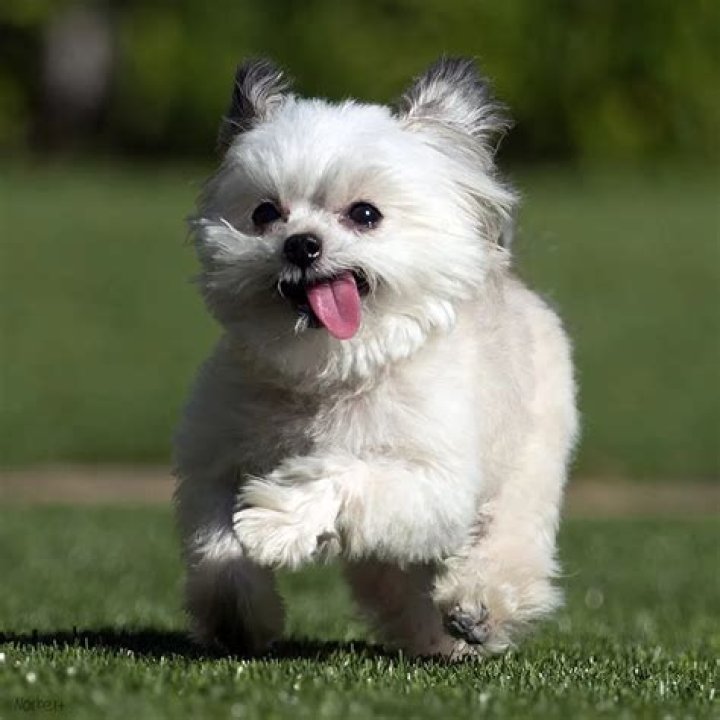 Top 5 Tongue Waggin’ Instagram Stars