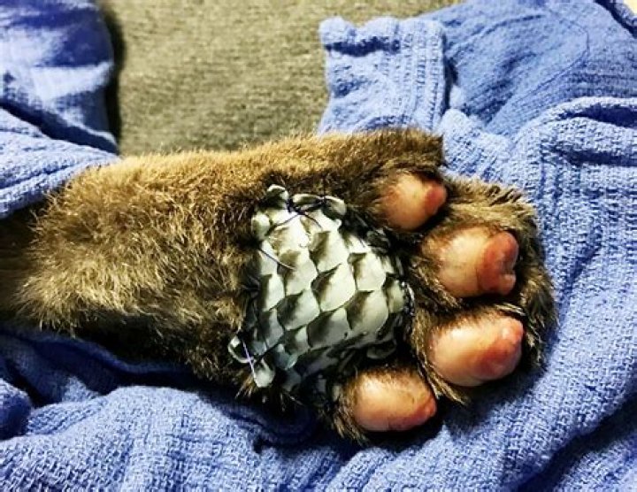 Two bears and a mountain lion treated for burns with fish-skin bandages