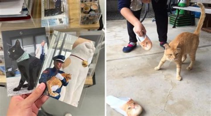 Two Cats Spent Years Trying To Sneak Into a Japanese Museum – Now They Have Their Own Merch Collection