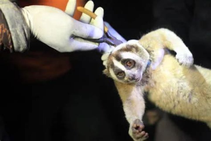 Two Slow Lorises Rescued and Returned to the Wild