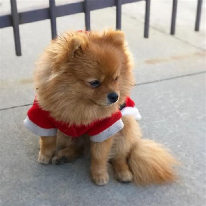 Txunamy Ortiz Pets - Celebrity Pets