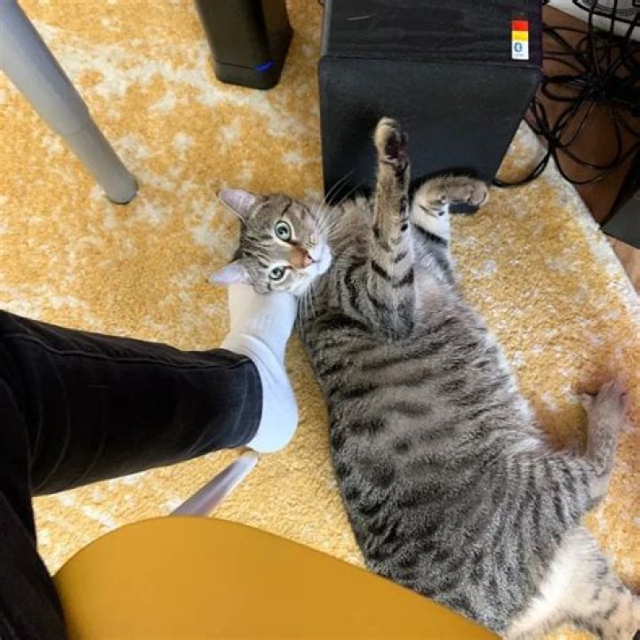 Weston Koury Pets - Celebrity Pets