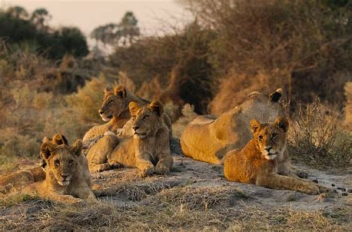 Who narrates the Predators docuseries on Netflix?