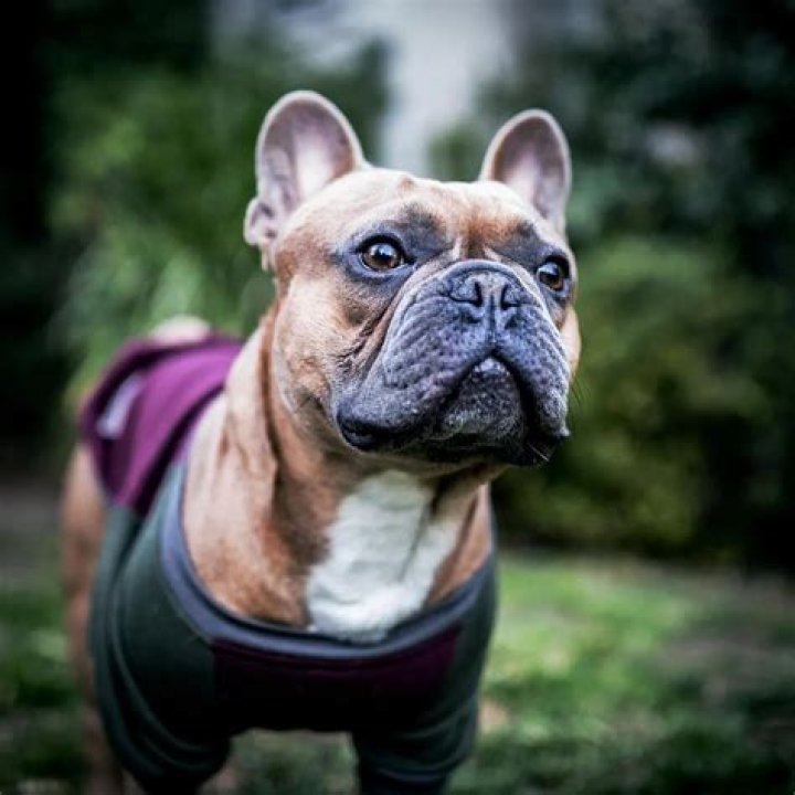 Wiz Khalifa Pets - Celebrity Pets